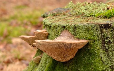 BIODIVERSITY: Animals, Plants & Fungi