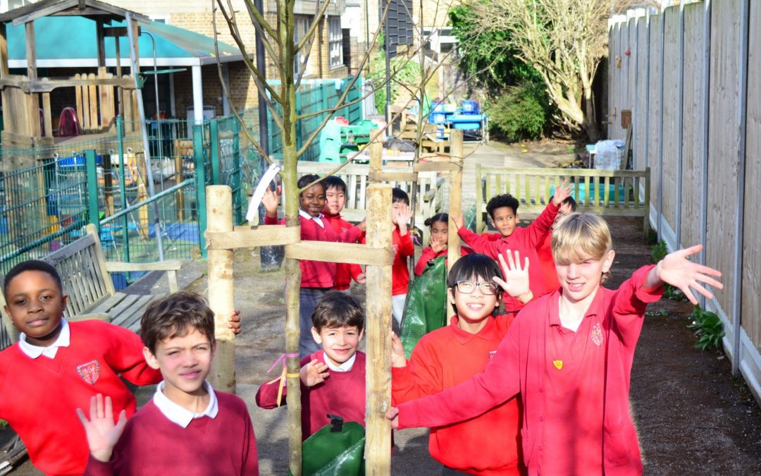 St Stephen’s School Trees