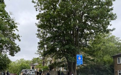 Trees in conservation areas