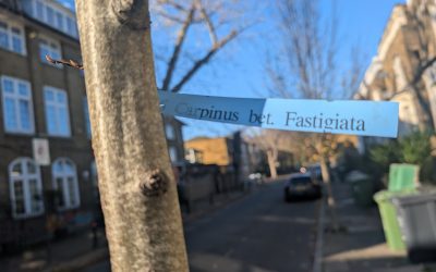 Growing a Greener St John’s